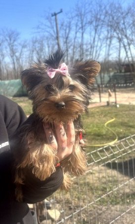 Yorkshire terrier