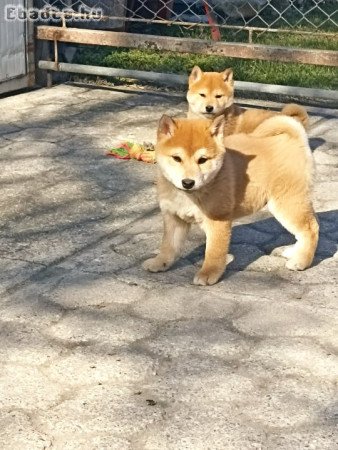 Shiba inu kölykök eladók!