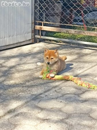 Shiba inu kölykök eladók!