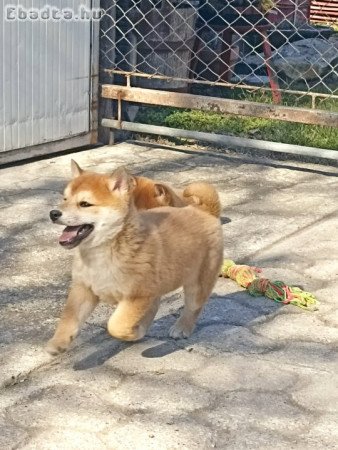 Shiba inu kölykök eladók!