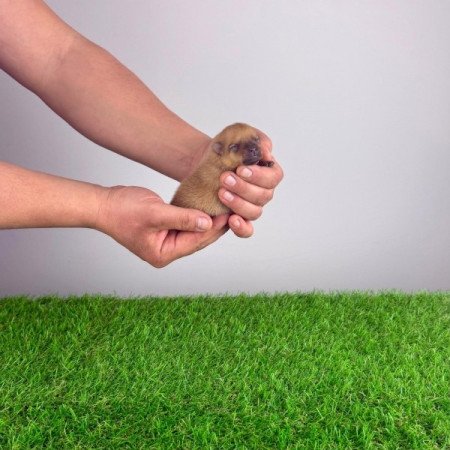 Pomerániai törpespitz