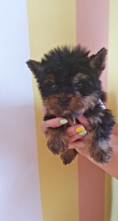 yorkshire terrier