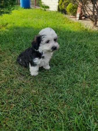 Bischon Havanese