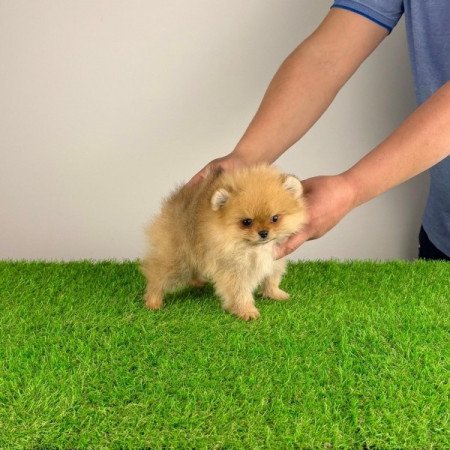 Pomerániai törpespitz