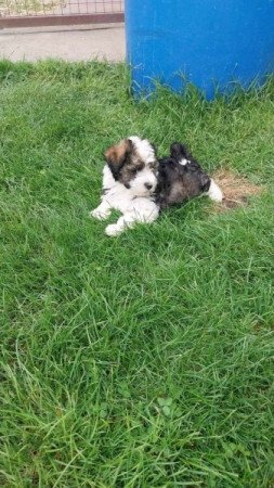 Bischon Havanese