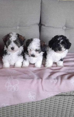 Bischon Havanese