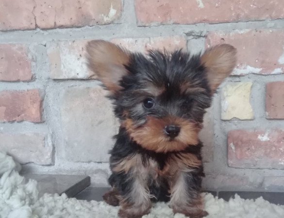 Yorkshire terrier