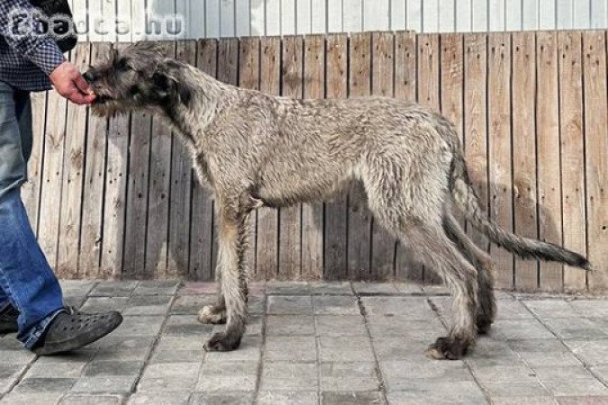 Irish wolfhound