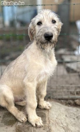 Irish wolfhound