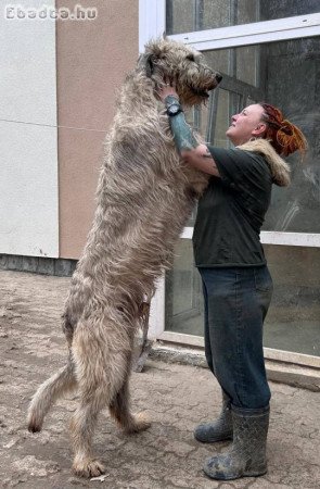 Irish wolfhound