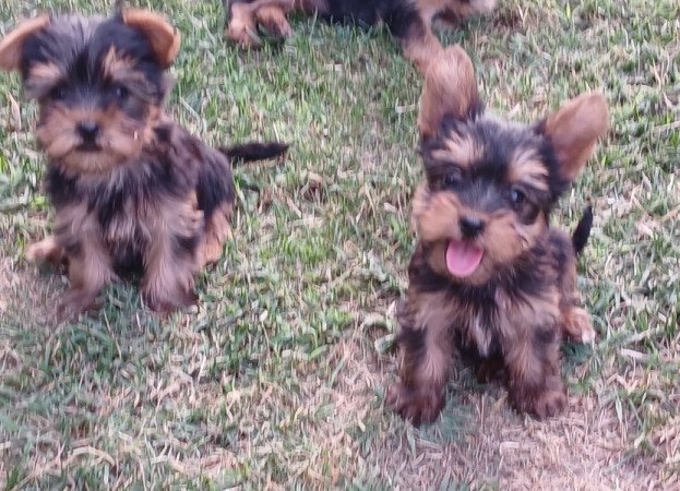 Yorkshire terrier