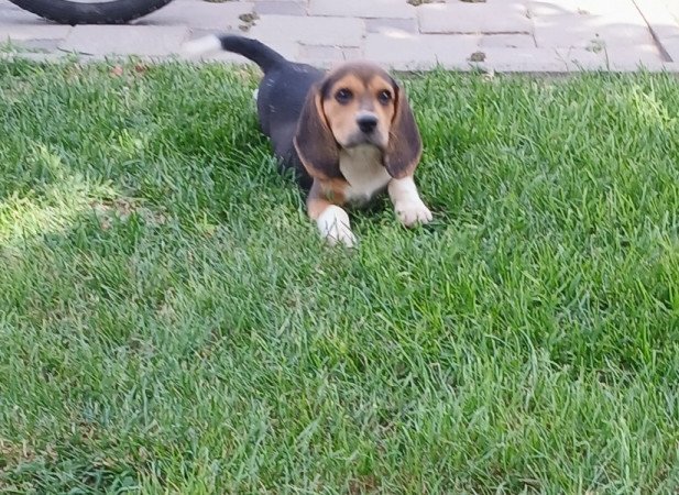 Beagle