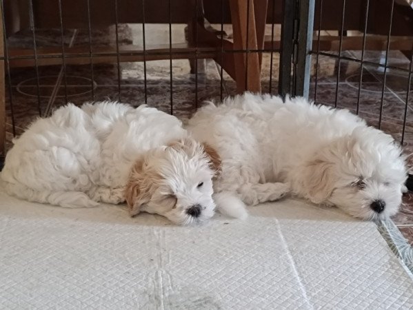 Bichon Havanese