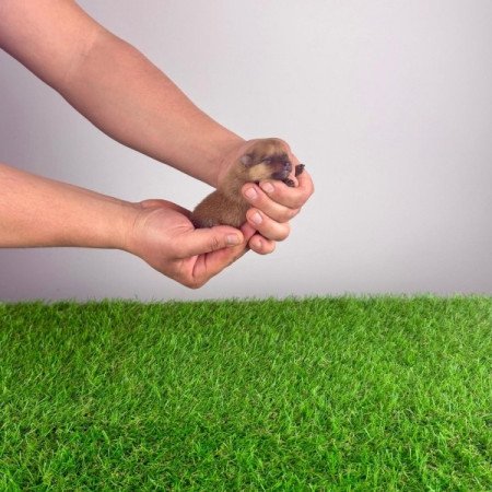 Pomerániai törpespitz