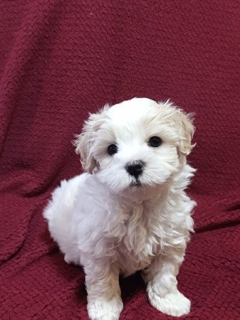 Bichon Havanese