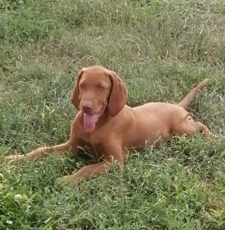 Magyar vizsla