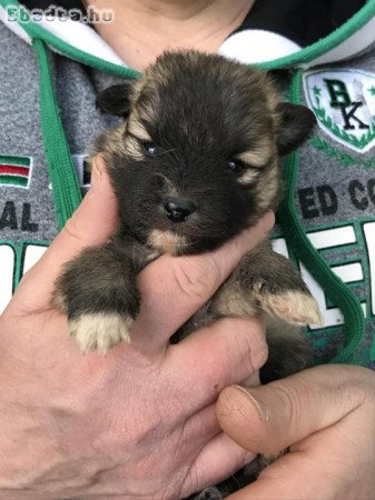 Foglalhatóak,nagyon szép Spicc, Spitz kutyusok!