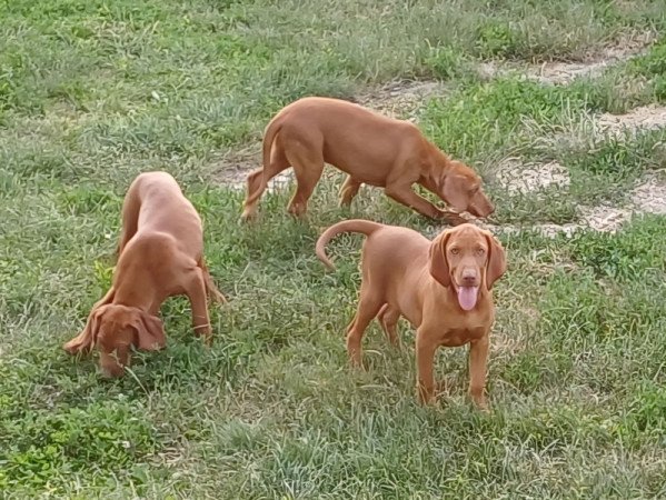 Magyar vizsla