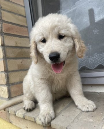 Golden retriever