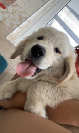 Golden retriever