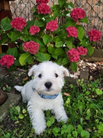 West Highland White Terrier