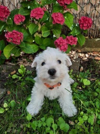 West Highland White Terrier