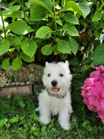 West Highland White Terrier