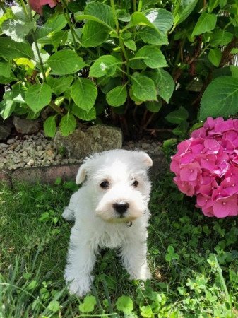 West Highland White Terrier