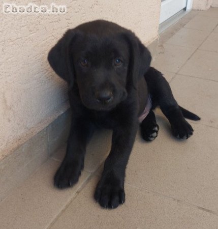 Labrador kölyök fekete színben