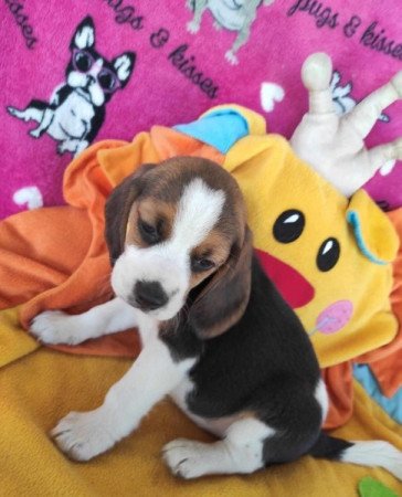 Beagle