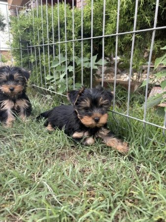 Yorkshire terrier