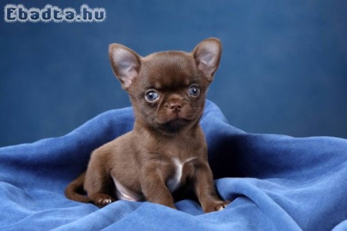 Chihuahua puppy