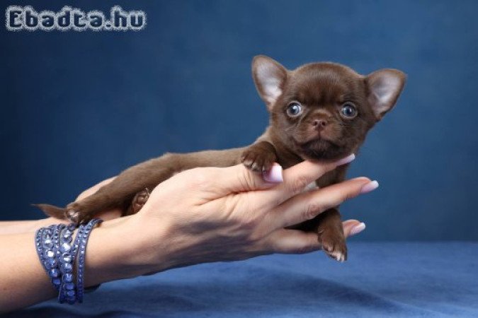 Chihuahua puppy