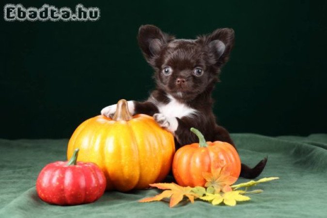 Chihuahua puppy