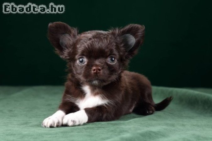 Chihuahua puppy