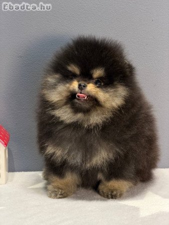 Pomeranian puppy