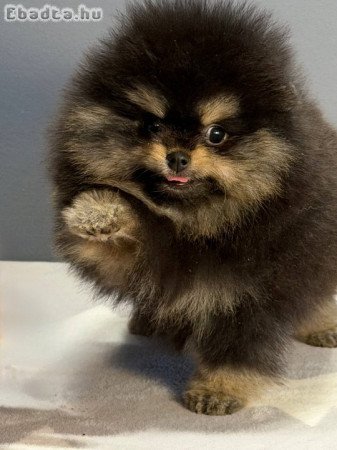 Pomeranian puppy