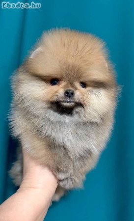 Mini Pomeranian puppy