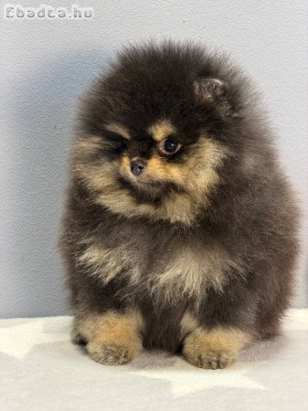 Mini Pomeranian puppy