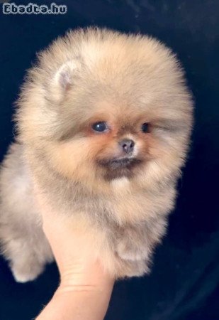 Mini Pomeranian puppy