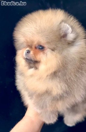 Mini Pomeranian puppy