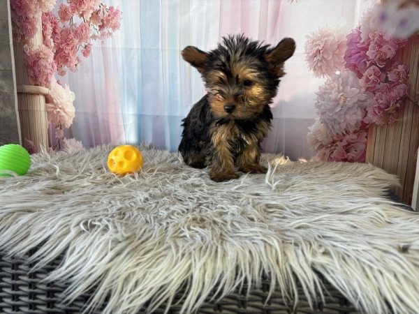 Yorkshire terrier