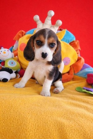 Beagle