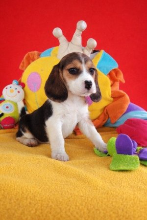 Beagle