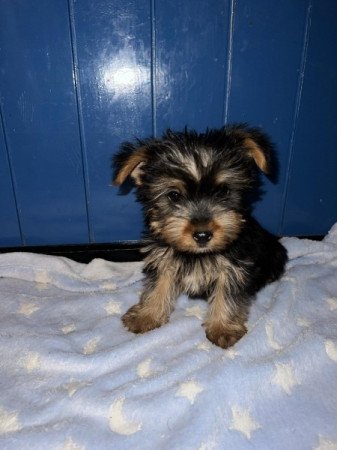 Yorkshire Terrier