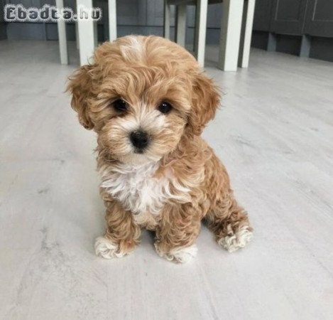 Cavapoo kölykök