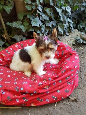 Yorkshire terrier biewer csoki