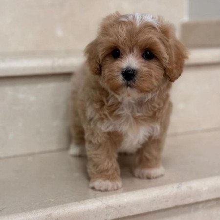 Cavapoo