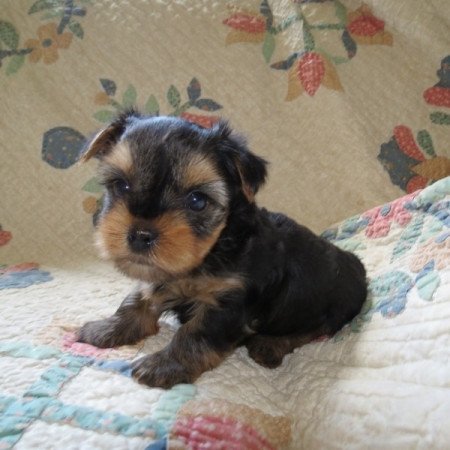 Yorkshire terrier