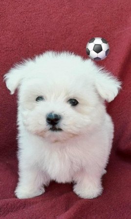 Bichon havanese